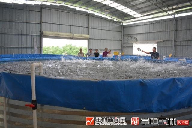 广西玉林市富民:一个陆基圆形池塘可以养5万条鱼

