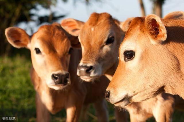 小牛太脆弱了，有什么办法可以提高小牛的成活率？
