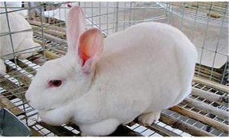 肉兔饲养技术

