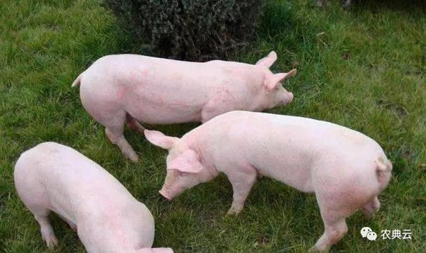 养猪场引进“严格管理的五个步骤”
