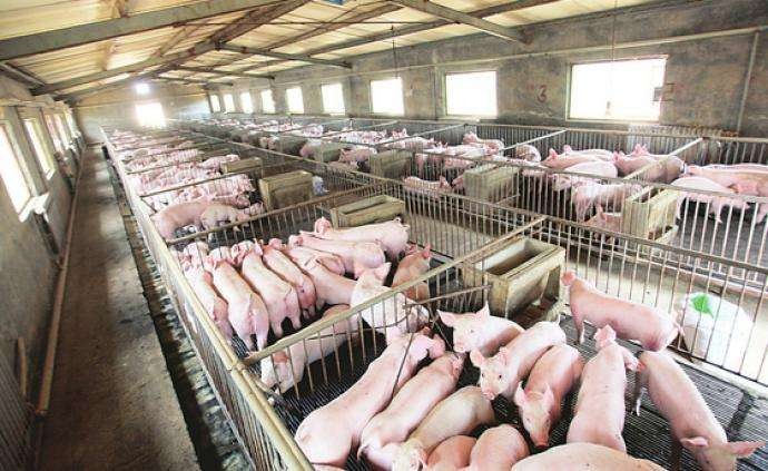宁波:引进猪新产能奖励政策。今年年底，猪的数量可以达到60万头
