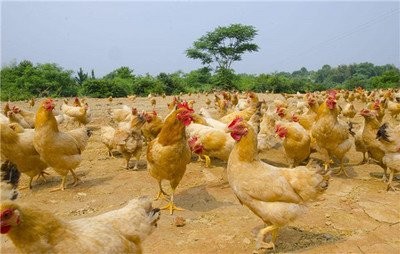 11月10日，CFT鸡评蛋淘汰了蛋毛鸡。白羽毛肉鸡和白羽毛肉鸡价格持续走强

