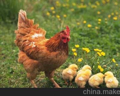 药物残留是有害的，养鸡的应该避免！
