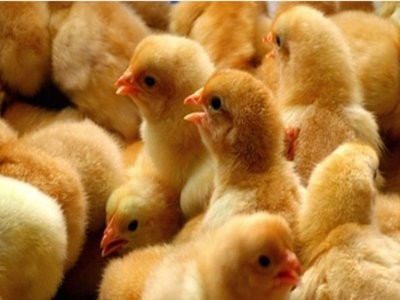 12月7日，CFT鸡评蛋淘鸡，白羽鸡和肉鸡价格继续走强
