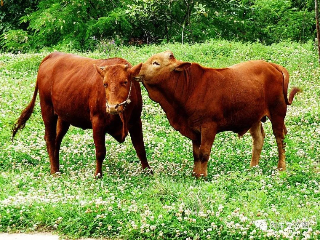 2020年7月2日全国牛肉平均批发价
