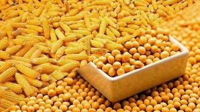 玉米豆粕继续上涨，散户该不该退出水产养殖业？
