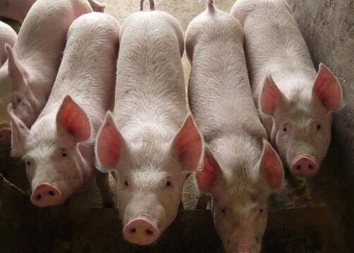 疫情下的养猪业:物资运输仍不顺畅，在建新产能建设进程放缓

