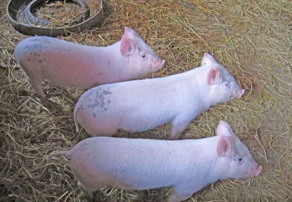 养猪常用中兽药的临床应用
