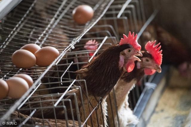 蛋鸡对病毒性疾病的免疫力有哪些误区？

