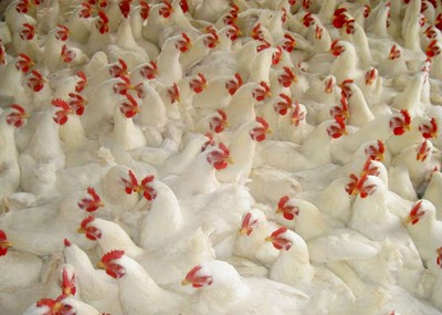 4月29日，CFT鸡评论称，鸡蛋、白羽鸡、肉鸡价格持续下跌，淘鸡价格持续上涨