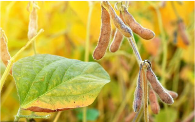 今年巴西大豆出口繁荣的季节性、必然性和可持续性分析
