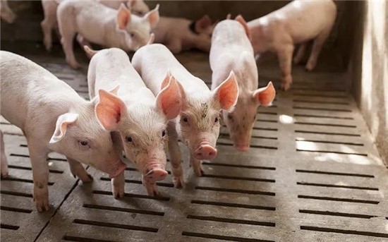春节前的需求支撑了猪肉价格的持续上涨，抑制了生猪价格的上涨
