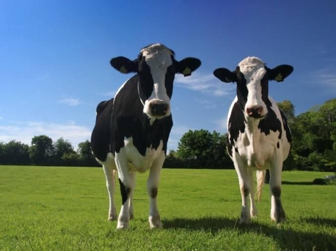 奶牛如何保持稳定生产？
