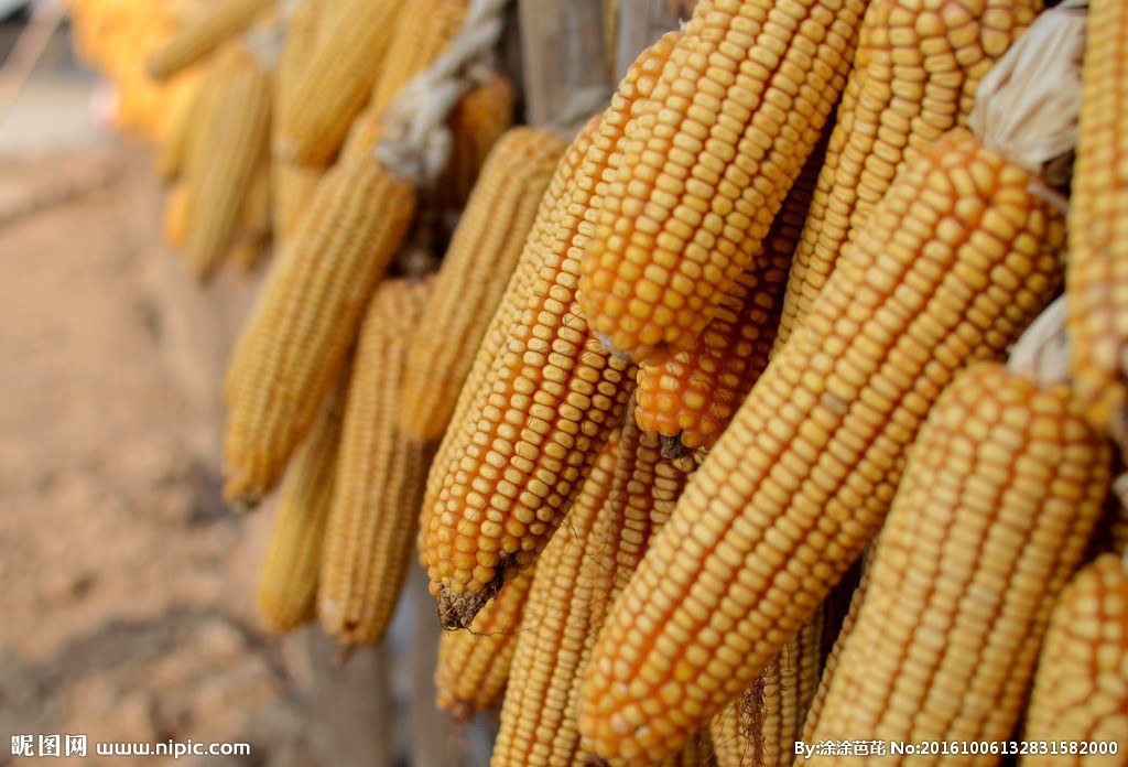 玉米再现抢粮大战，期货创新高，风险积累增加。玉米哪里能涨？
