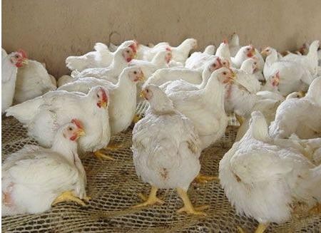 1月11日，CFT鸡的蛋价继续走强，白羽鸡的价格涨跌互现
