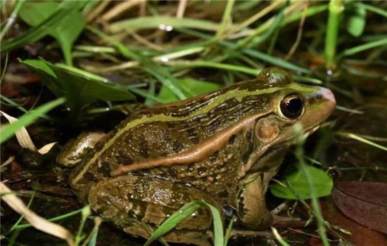 黑青蛙可以养吗？黑斑蛙如何人工繁殖？
