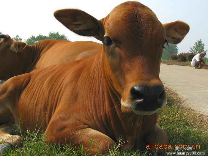 河南省:优质草畜促进山区肉牛规模化发展
