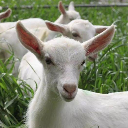 陕西渭南:第一个奶山羊记录表在合阳县诞生

