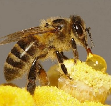 蜜蜂养殖管理技术及要点
