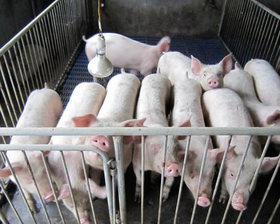 有多少病原体侵入养猪场？用它轻松过冬！