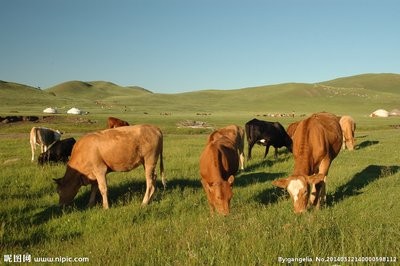 2021年还会有更多的牛荒吗？养牛的要“翻身赚钱”！

