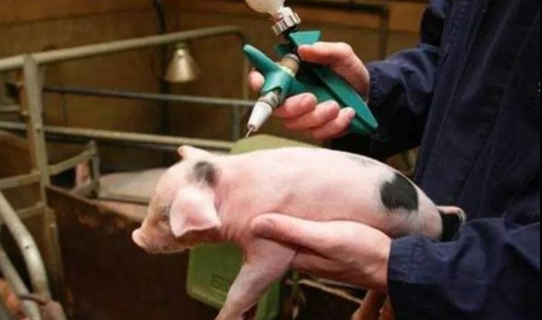 关注猪场疫苗的“升温”，免疫成功的第一步
