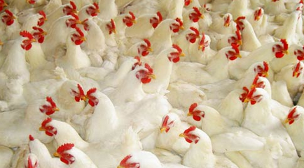2月4日，CFT鸡的评价受到放养的推动，鸡蛋价格部分走强。活禽交易依然混乱，白羽鸡价格良莠不齐
