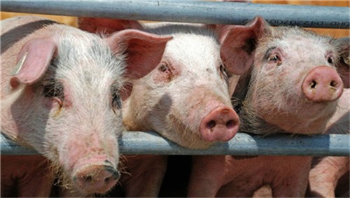 如果非瘟疫苗在今年年底投放市场，中国养猪业会有什么大的变化？
