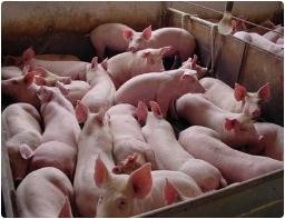 养猪场冬季盈利的秘诀——控制猪舍湿度

