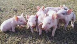 【技术】猪不吃不吐肚子变大？猪胃食物堆积严重吗？如何防治？
