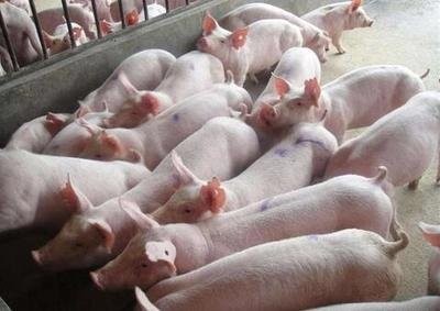 猪在冬天预防什么疾病？养猪如何防止猪生病？
