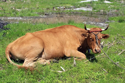 你能根据牛的体温来判断它们的健康吗？如何判断？
