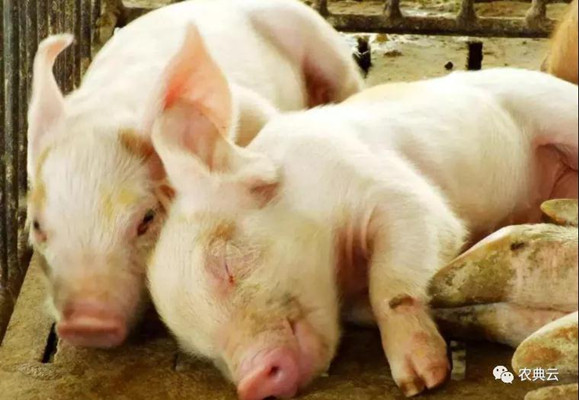 猪场腹泻的几种危险因素及预防措施