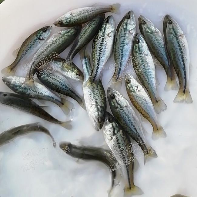 在“金九银十”的捕鱼季，加州鲈鱼最高1.5元/公斤！广东7两条新鱼上市后能继续企稳吗
