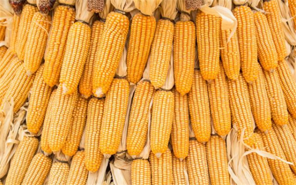 玉米市场已经进入关键节点，你要注意这五项！