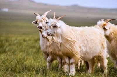 如何饲养绒山羊羔羊及饲养绒山羊羔羊的要点
