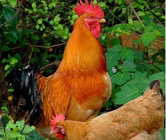 雏鸡的选择和纯红色公鸡的饲养方法

