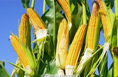 内蒙古秋粮产量稳步增长，玉米收购价格再创新高
