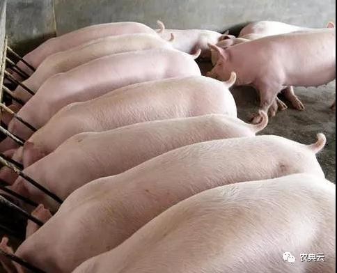 高温季节应根据猪的不同类型给予不同的饲养管理
