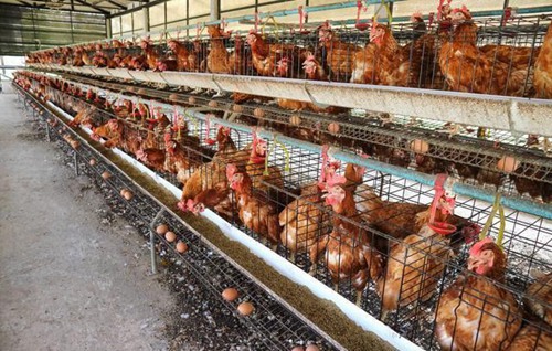 为什么猪肉价格下跌，鸡蛋价格暴跌？饲料成本上涨了30%。养鸡的农民该怎么办
