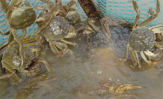 大闸蟹养殖的疾病控制
