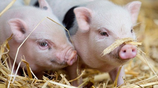 好消息不断！猪价上涨后，迎来了两个好消息？今天是养猪户的好日子！
