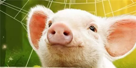 行业:我国生猪养殖企业非常关注生猪期货上市，但并非都是盲目推出