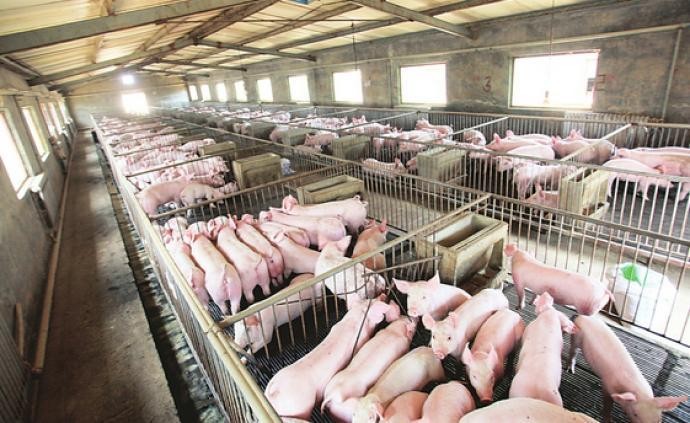 考虑2023年后的生猪产能过剩！
