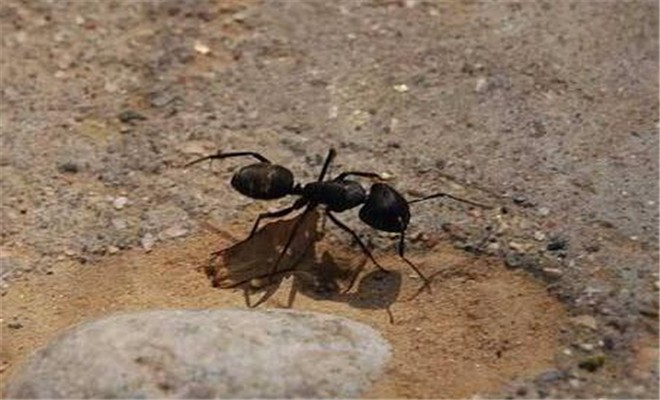 蚂蚁养殖技术
