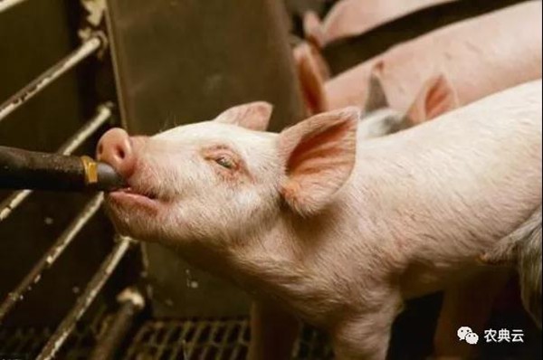 中国动物疾病预防控制中心:春季猪常见病防治技术指南
