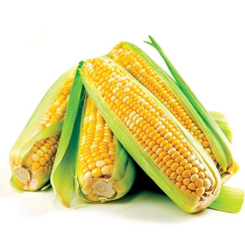 玉米是补齐后第二节丢的吗？