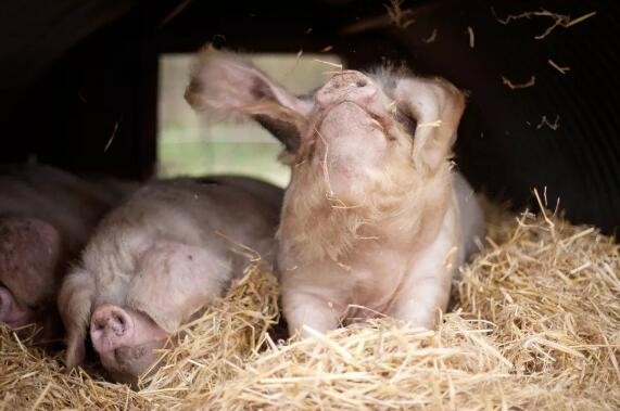 夏季如何防治猪病？养猪场需要注意什么？
