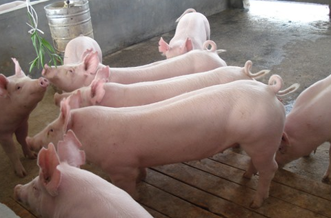 官方:提高不良贷款容忍度，支持民营企业发展生猪生产