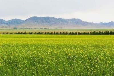 新疆托里:“新农具”帮助“好东西”走出新疆

